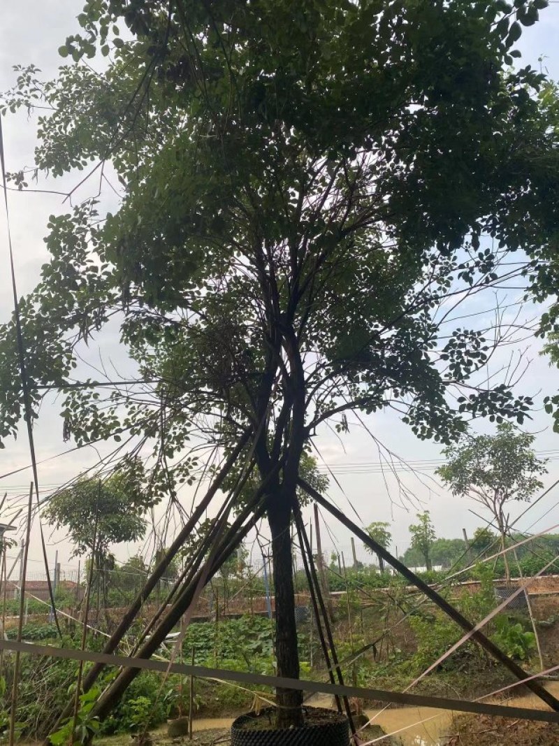 黄花风铃木20公分