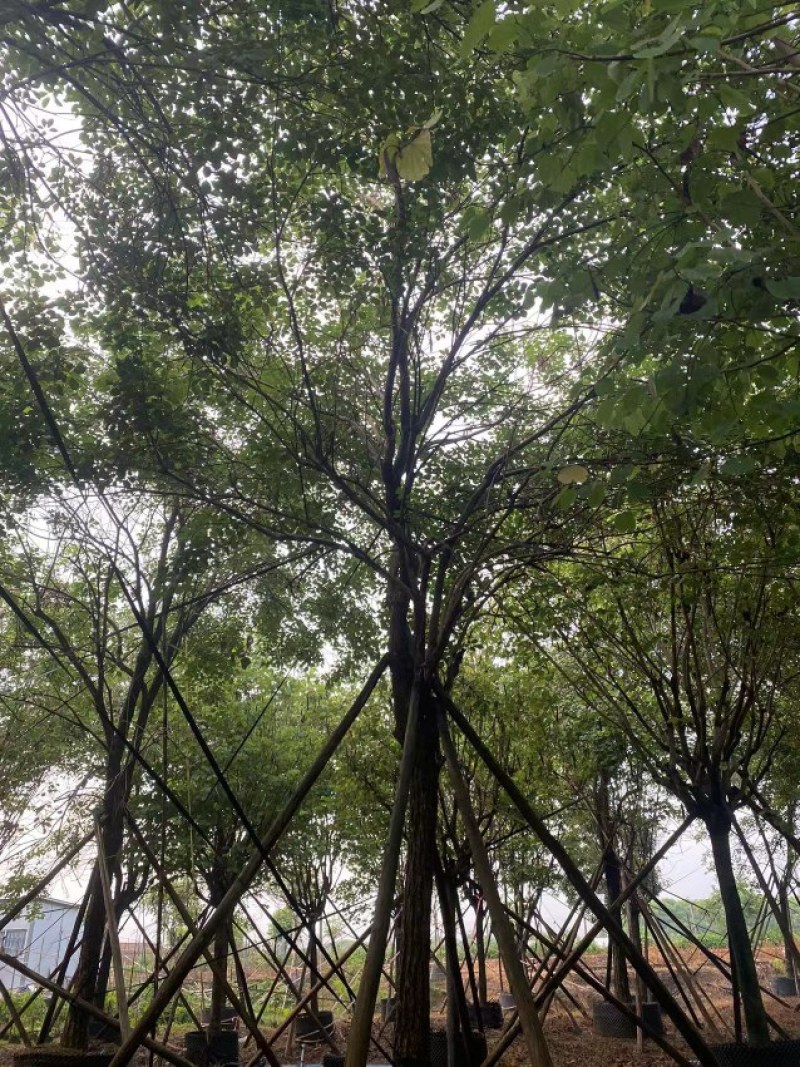 黄花风铃木20公分