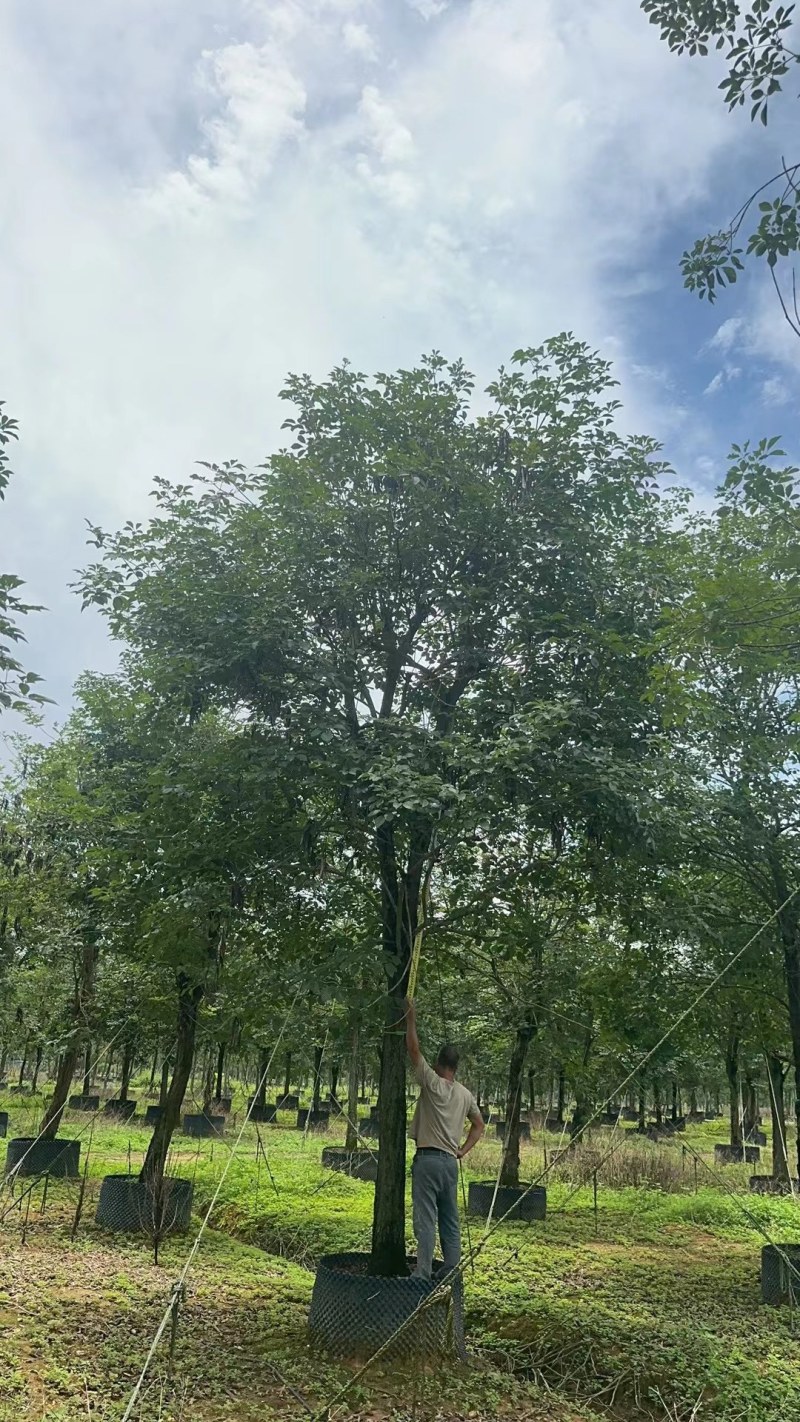 黄花风铃木20公分