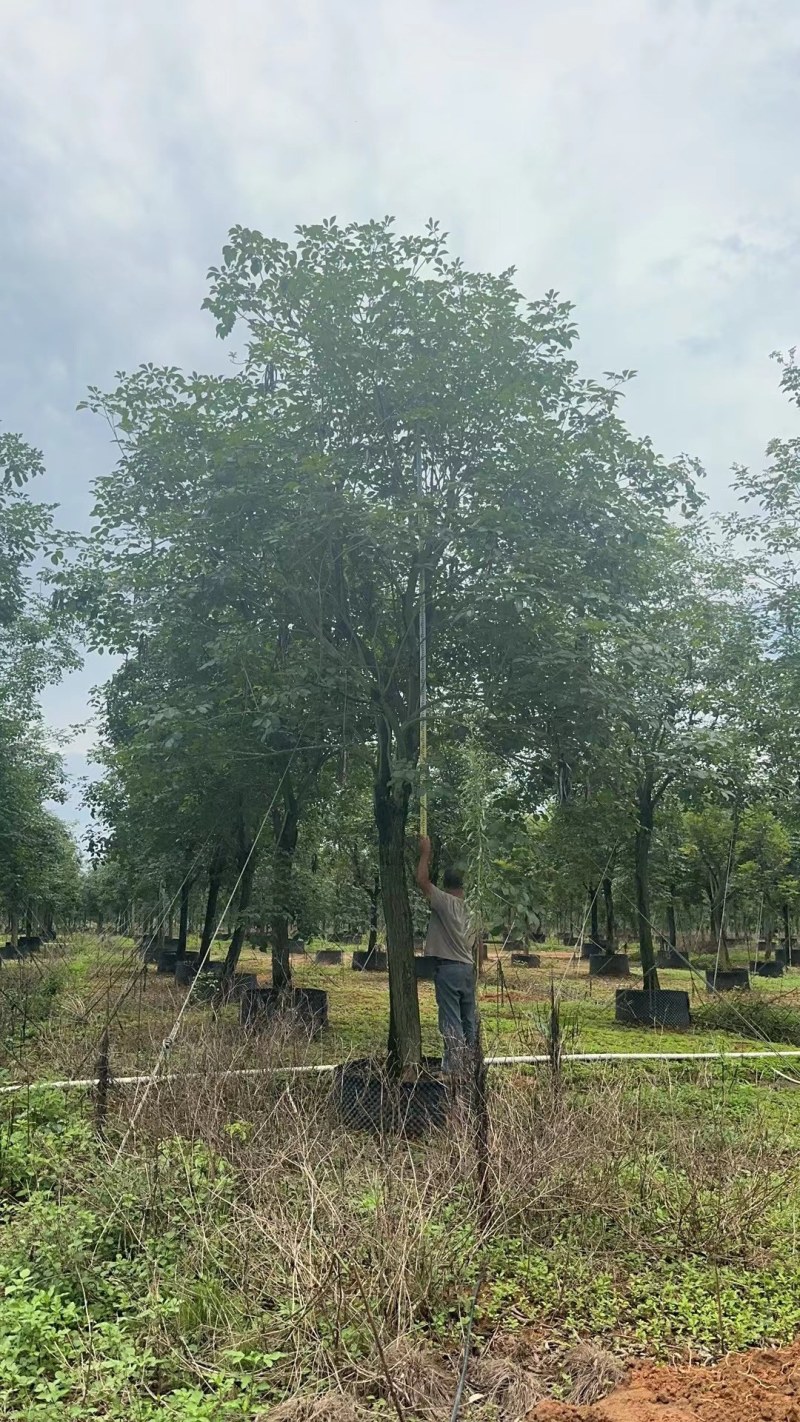 黄花风铃木20公分