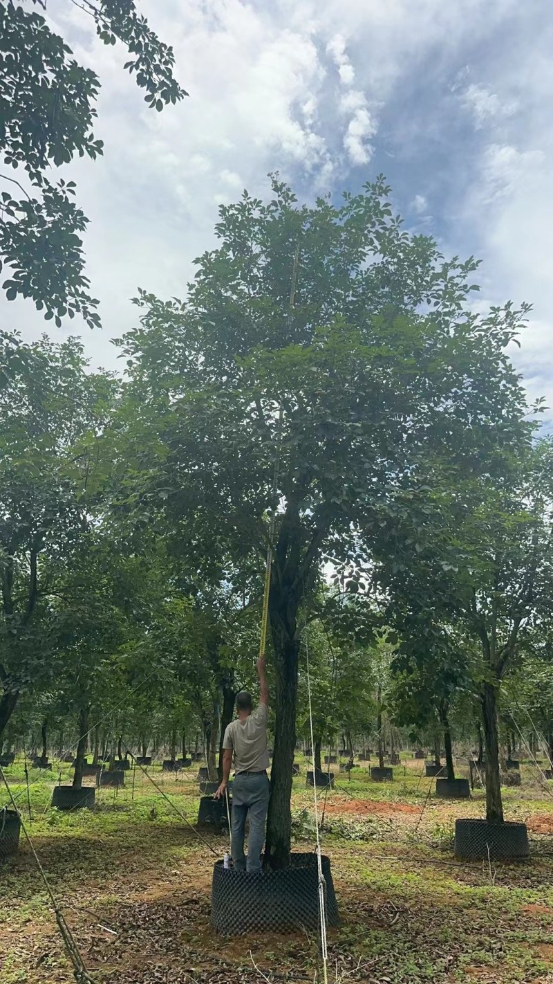 黄花风铃木20公分