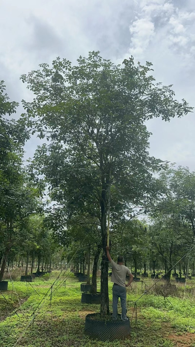 黄花风铃木20公分