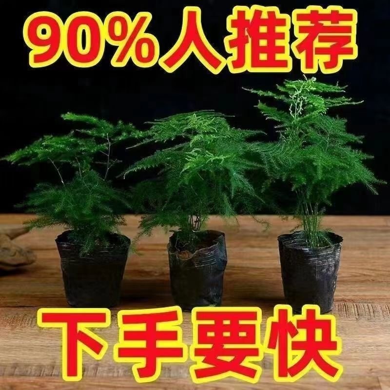 文竹盆栽植物室内水培四季常青绿植客厅书房懒人好养花卉大全