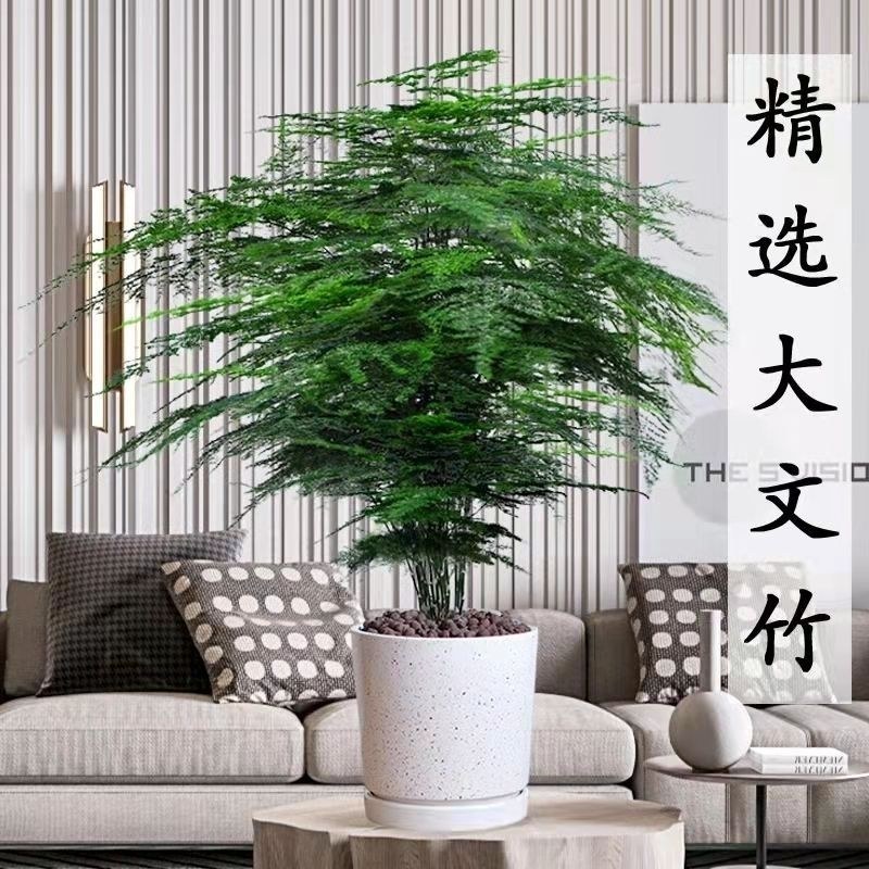 文竹盆栽植物室内水培四季常青绿植客厅书房懒人好养花卉大全