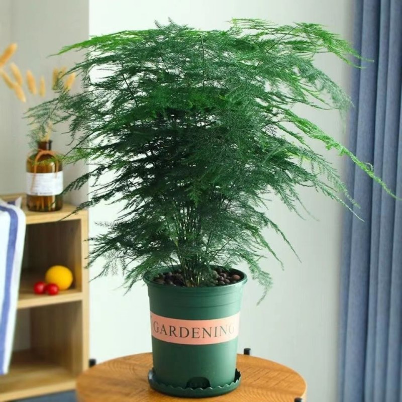 文竹盆栽植物室内水培四季常青绿植客厅书房懒人好养花卉大全