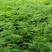 文竹盆栽植物室内水培四季常青绿植客厅书房懒人好养花卉大全