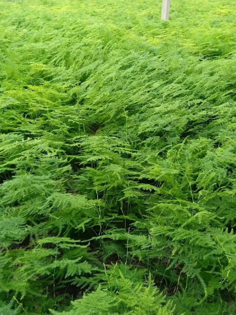 文竹盆栽植物室内水培四季常青绿植客厅书房懒人好养花卉大全