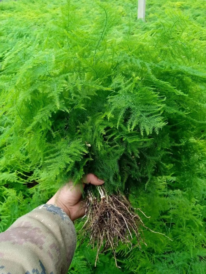 文竹盆栽植物室内水培四季常青绿植客厅书房懒人好养花卉大全