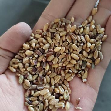 河南小麦黑小麦色选粒干净无杂质麦子小麦黑小麦容重800