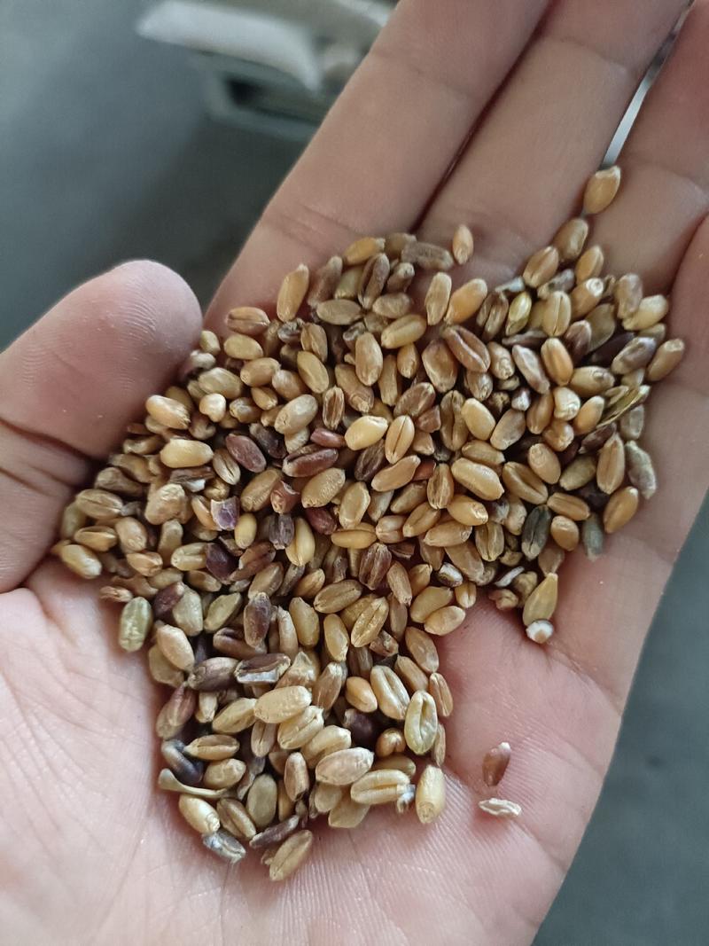 河南小麦黑小麦色选粒干净无杂质麦子小麦黑小麦容重800