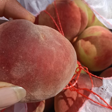 齁甜齁甜的春雷毛桃大量上市，有需要的老板可以联系我