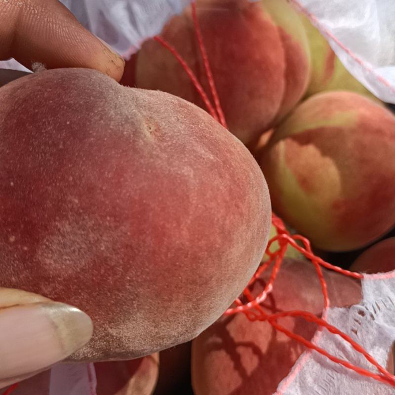 齁甜齁甜的春雷毛桃大量上市，有需要的老板可以联系我