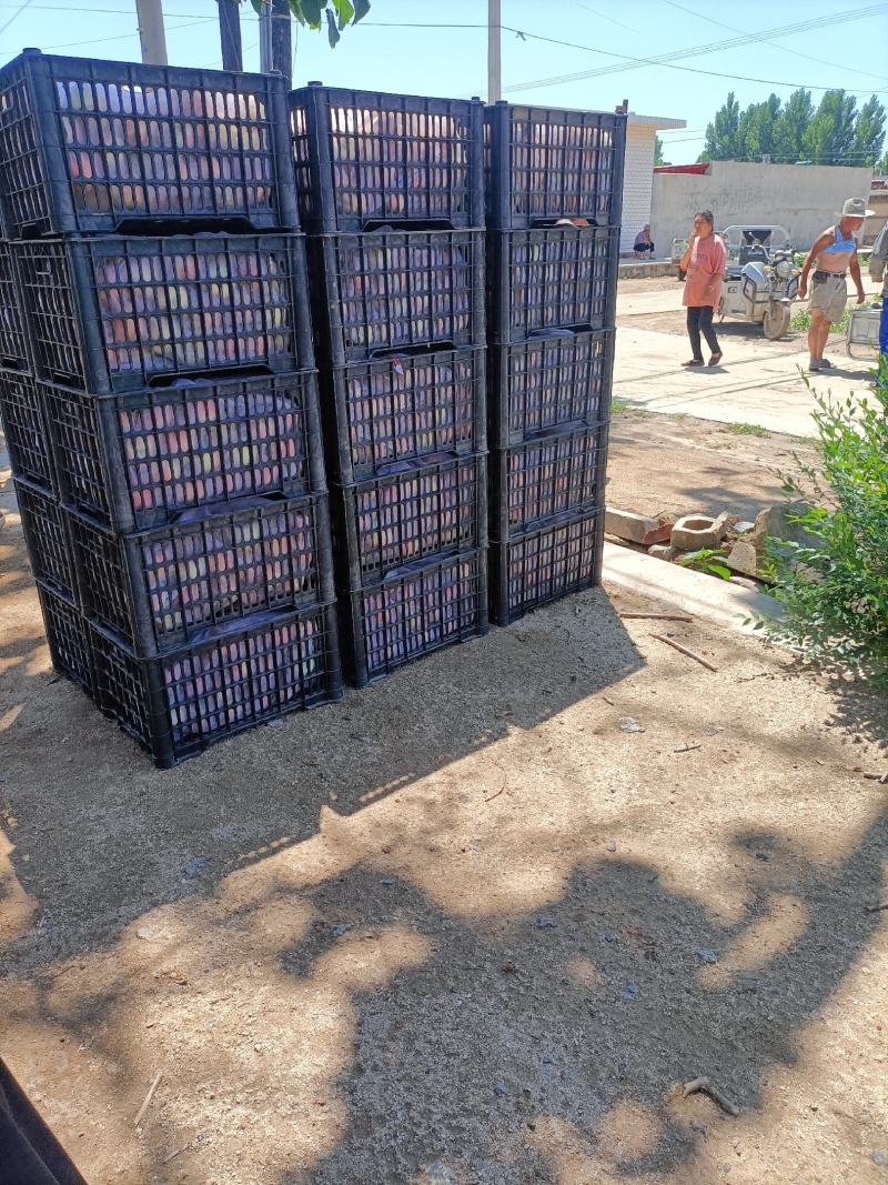 齁甜齁甜的春雷毛桃大量上市，有需要的老板可以联系我