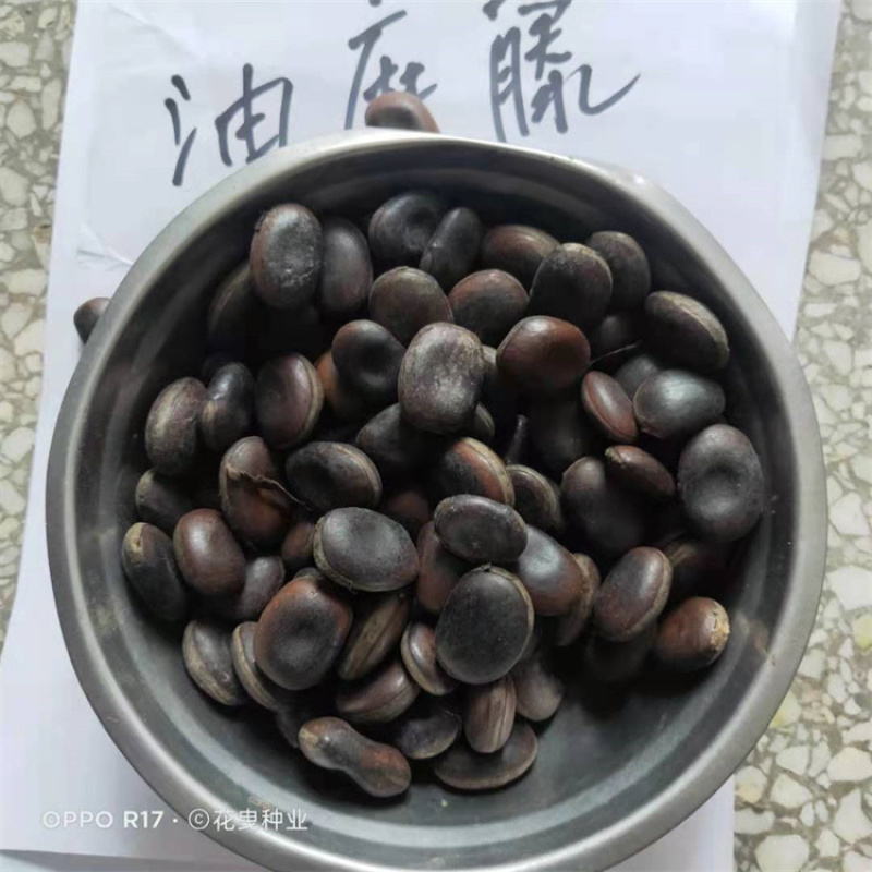 中药材批发油麻藤子批发价格产地直销
