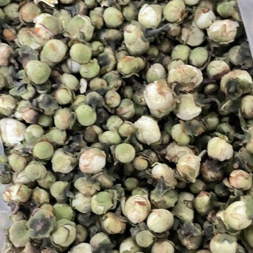 中药材批发山茶花产地直售批发价格店铺有千种药材