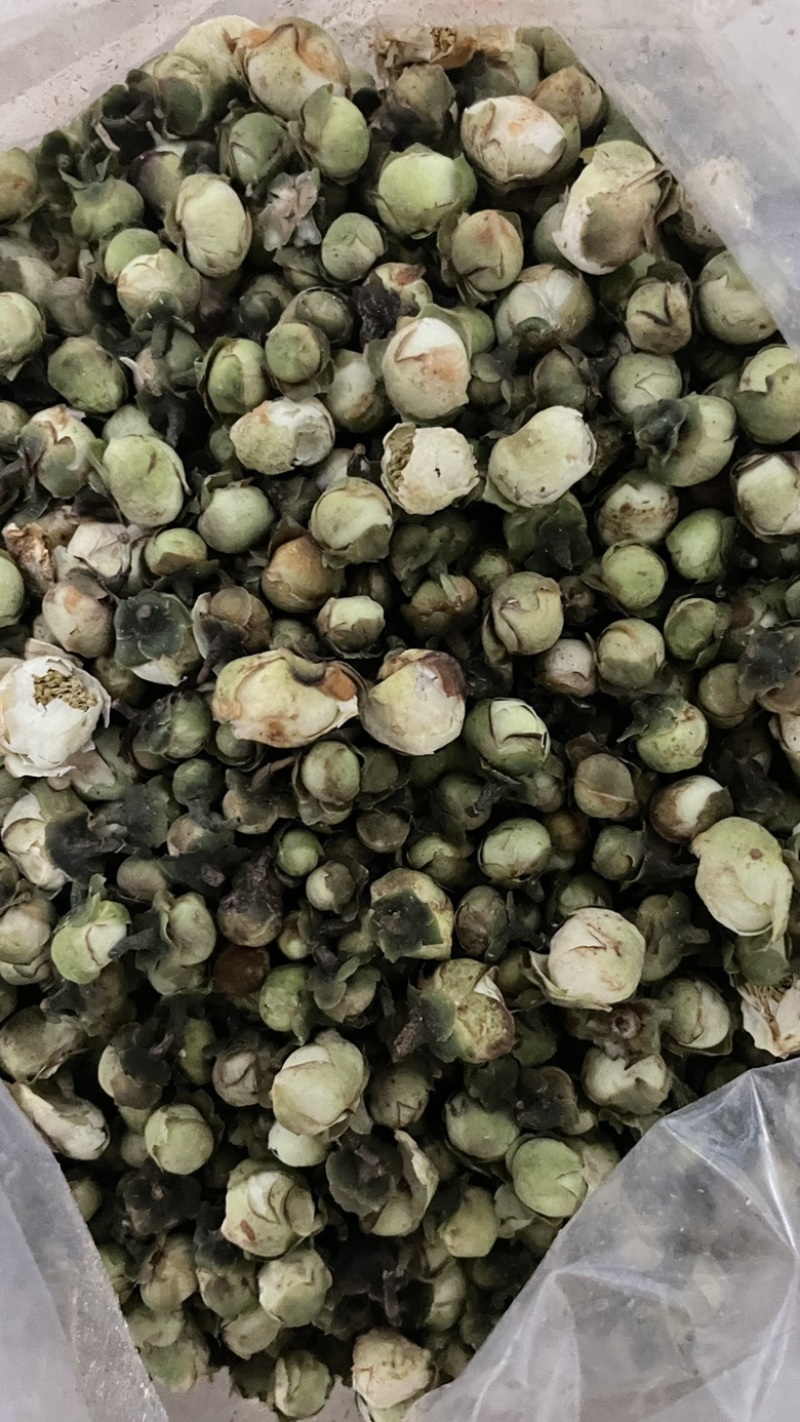 中药材批发山茶花产地直售批发价格店铺有千种药材