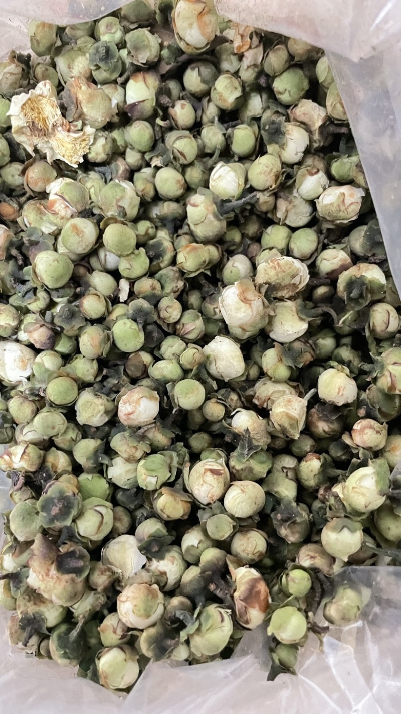 中药材批发山茶花产地直售批发价格店铺有千种药材