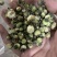 中药材批发山茶花产地直售批发价格店铺有千种药材