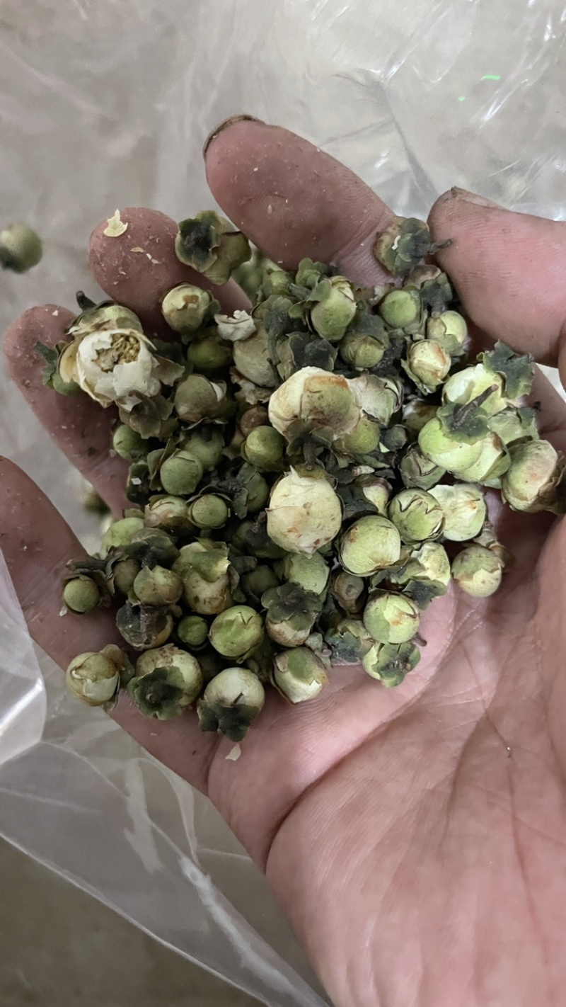 中药材批发山茶花产地直售批发价格店铺有千种药材