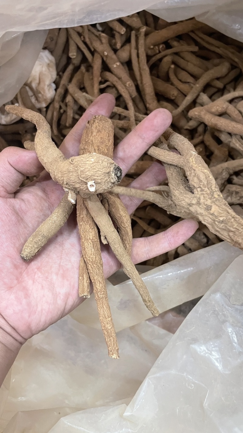 中药材批发血参产地直售批发价格店铺有千种药材