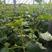 控旺168-瓜果蔬菜专用控旺促壮矮化植株花芽分化增产增收