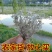 【野生茵陈】无硫茵陈三月茵陈多规格可选包邮