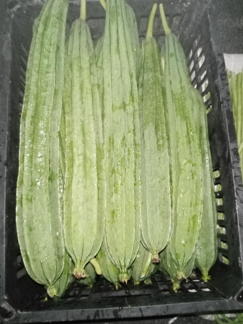 本地丝瓜