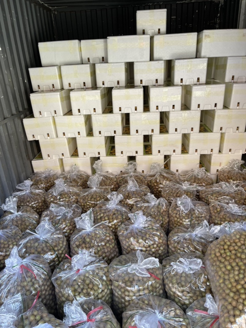 潮汕崩坎甜油甘，牛柑果，滇橄榄，甘甜可口，榨汁加工上市