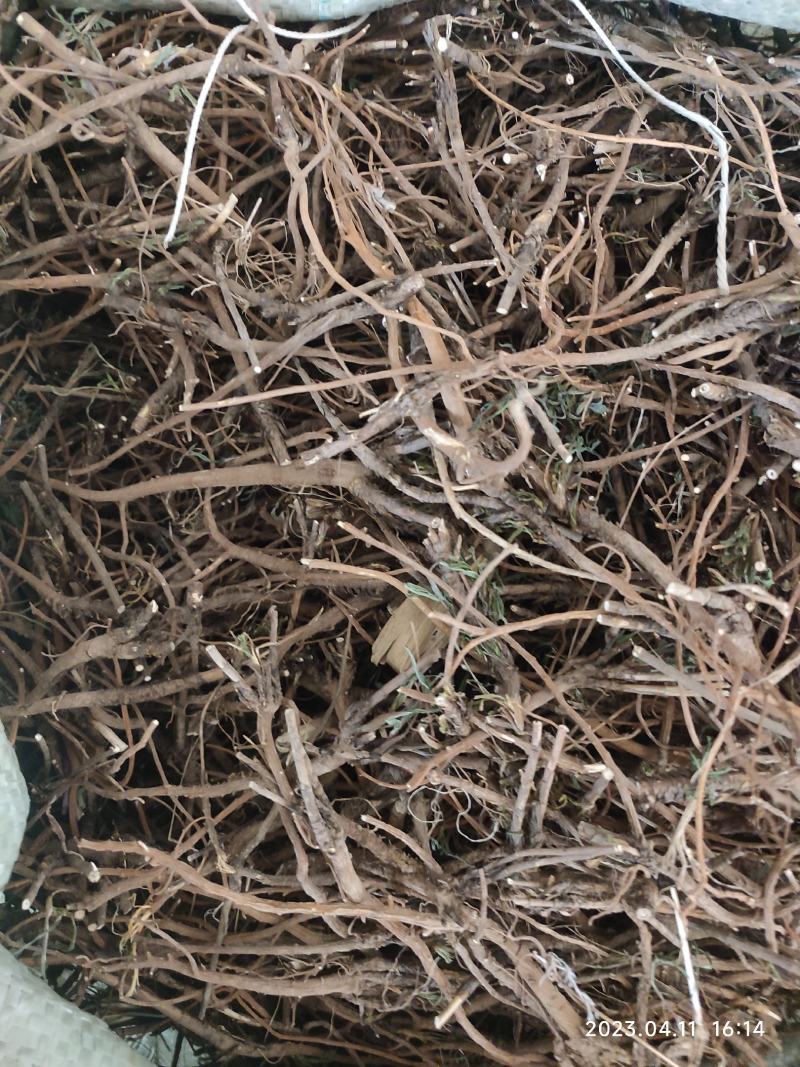 北柴胡中药材切货药厂货产地直发山西货源地