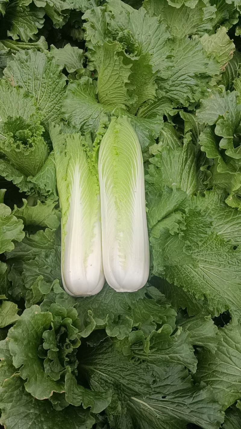 绍菜