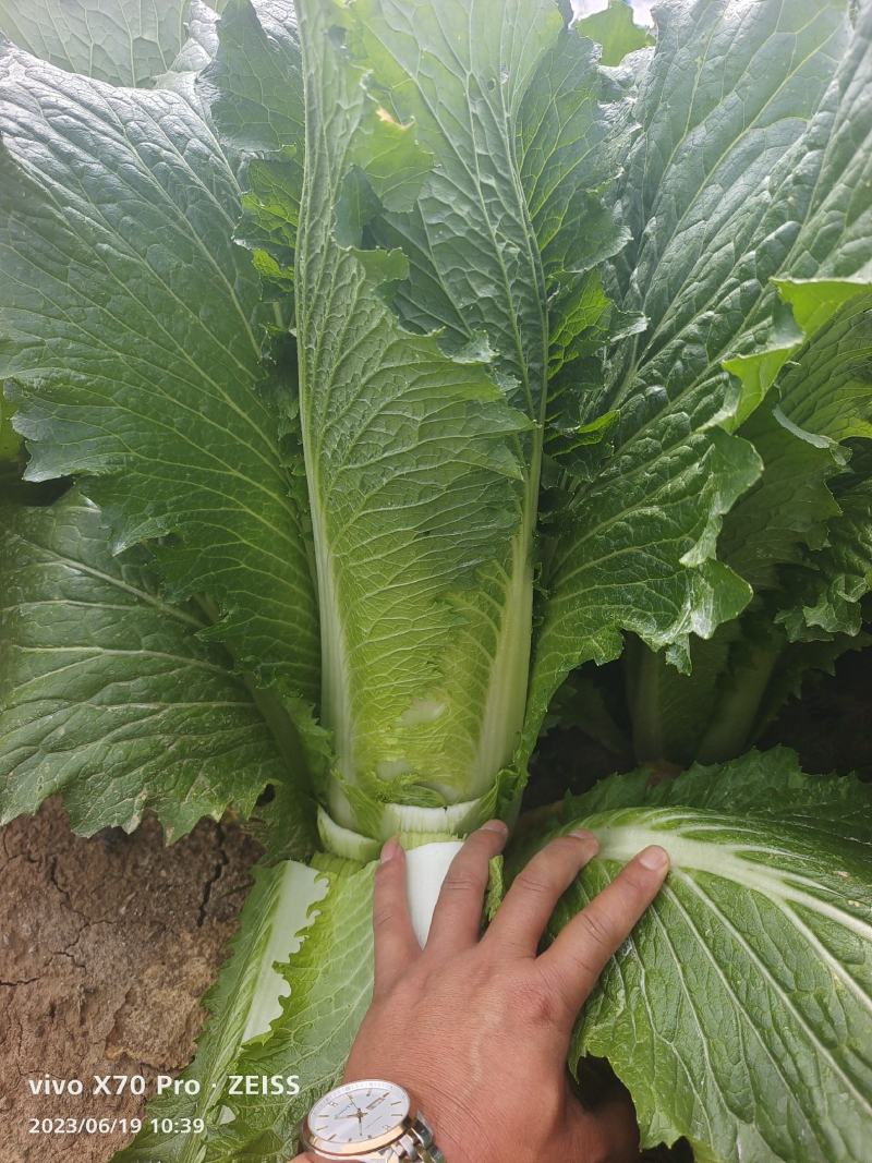 绍菜