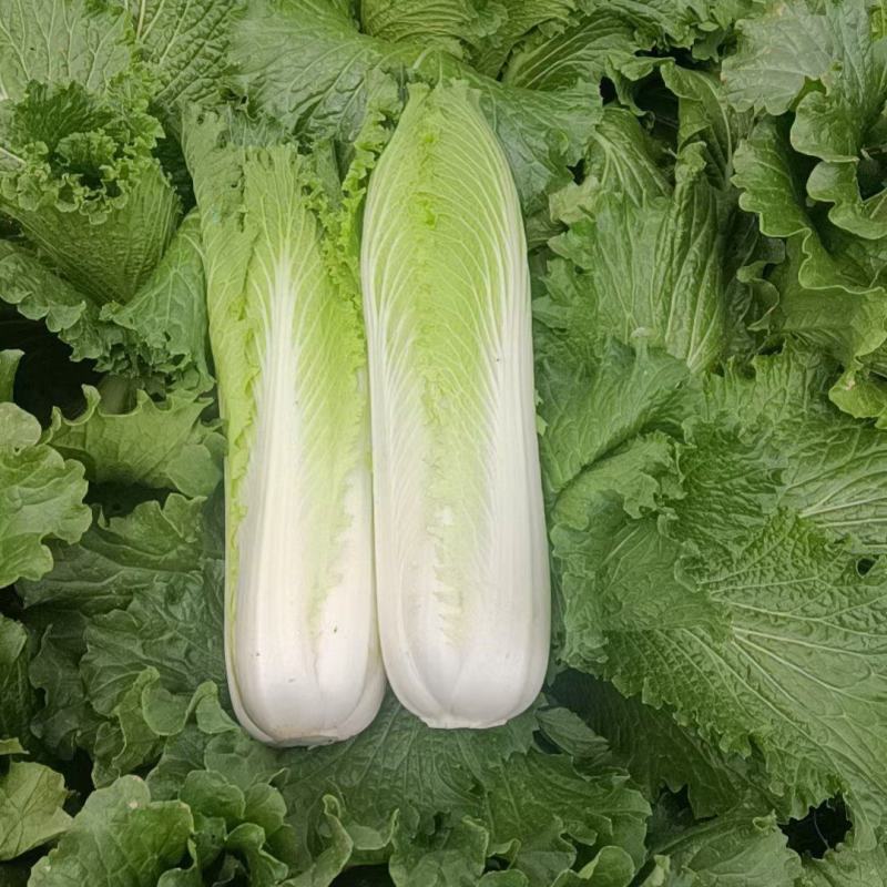 绍菜