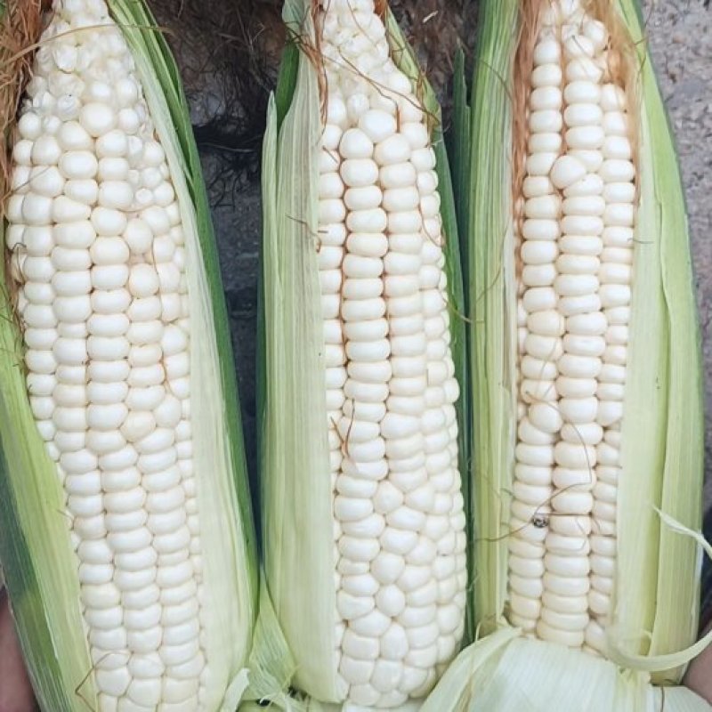 水果玉米，糯玉米，便宜，大量现货