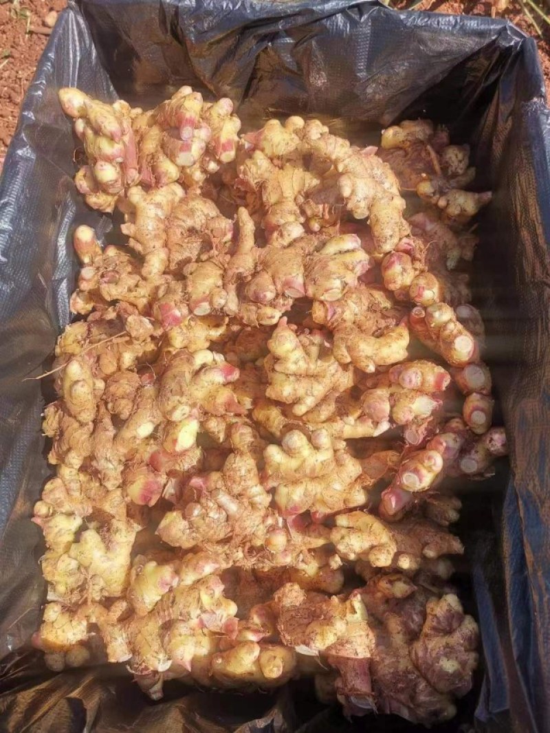小黄姜云南文山产地小黄姜考冷库姜