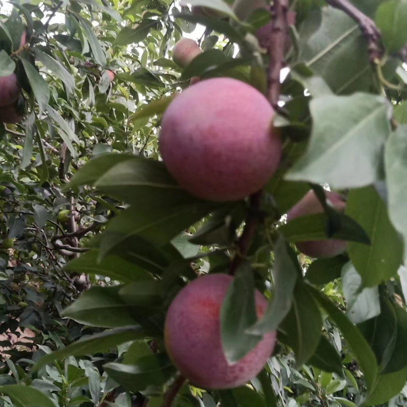 李子，品类居多大荔，各种品类的，供应档口批发市场