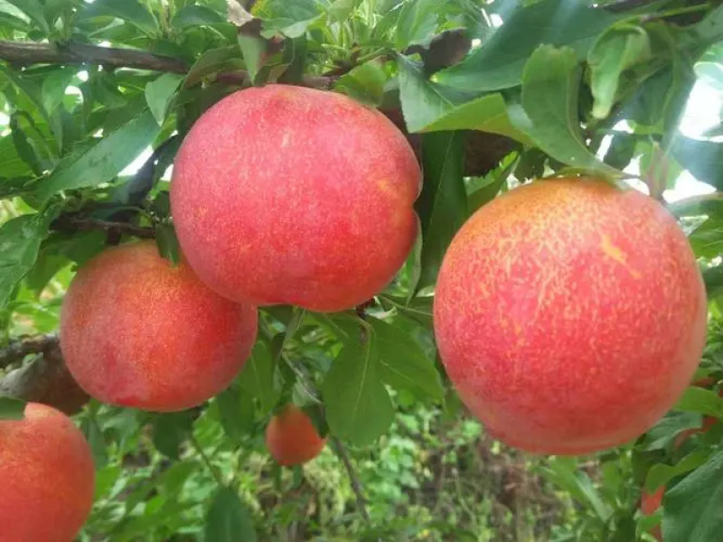 李子，品类居多大荔，各种品类的，供应档口批发市场