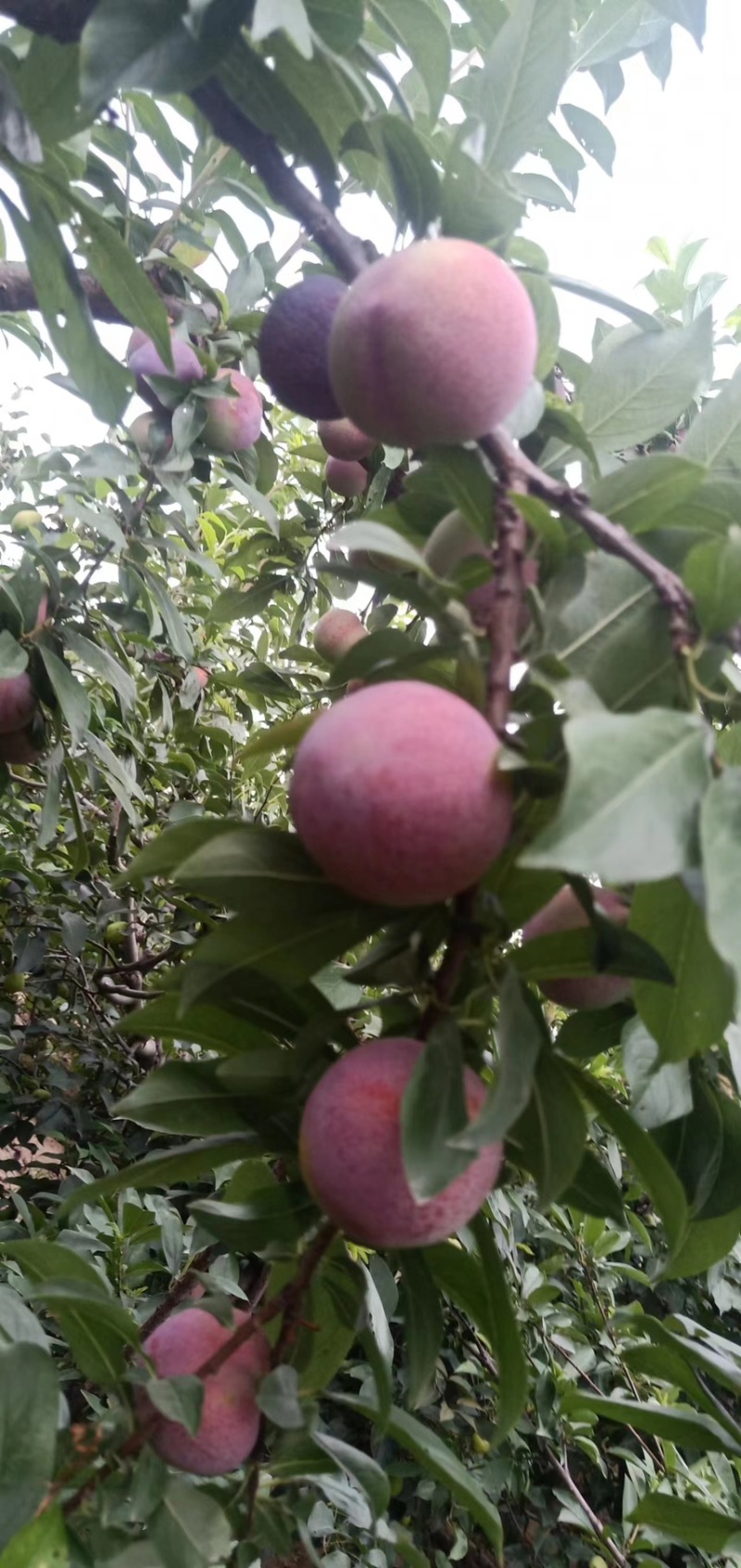 李子，品类居多大荔，各种品类的，供应档口批发市场