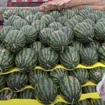 东北甜王西瓜大量上市