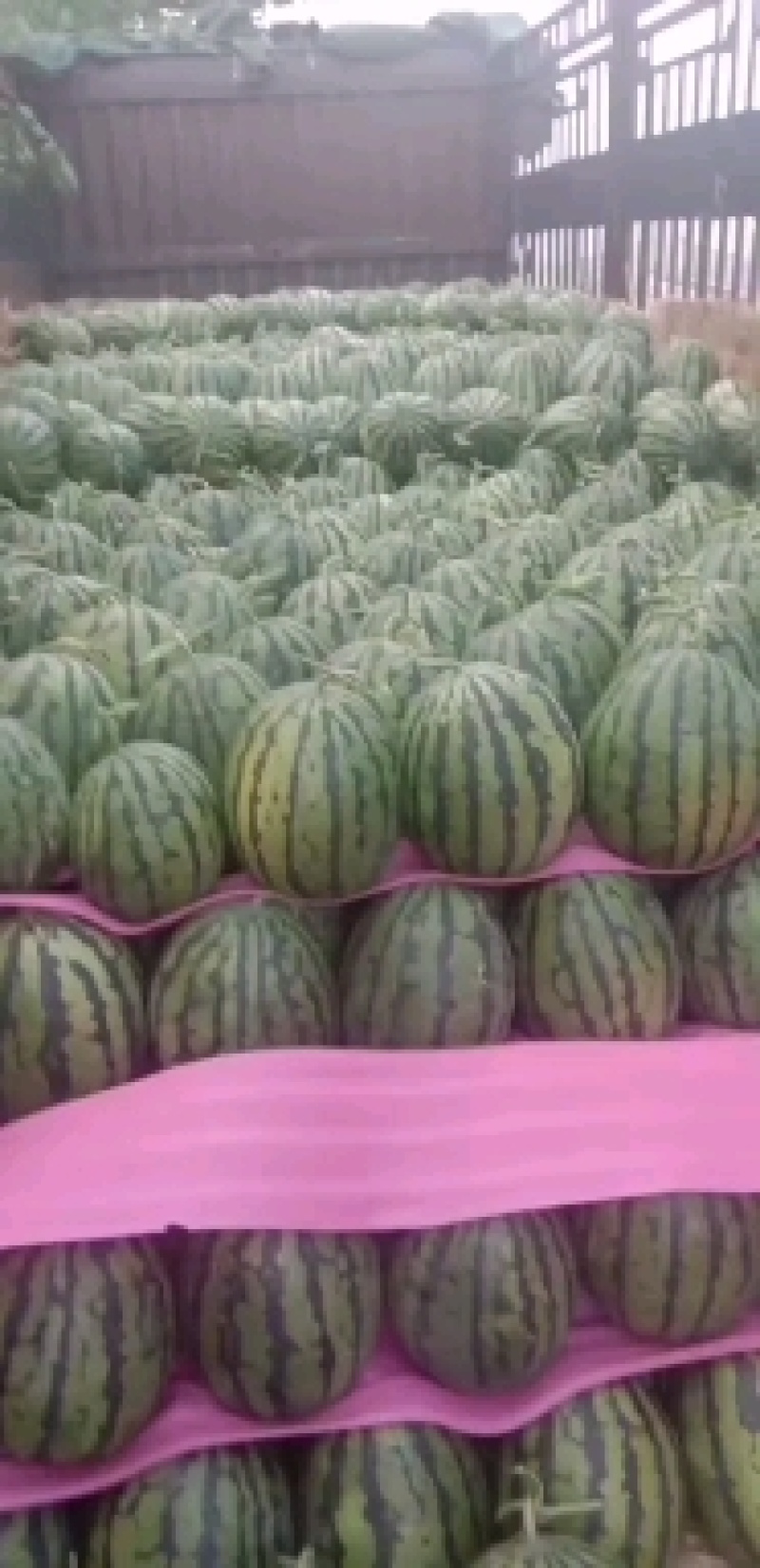 东北甜王西瓜大量上市