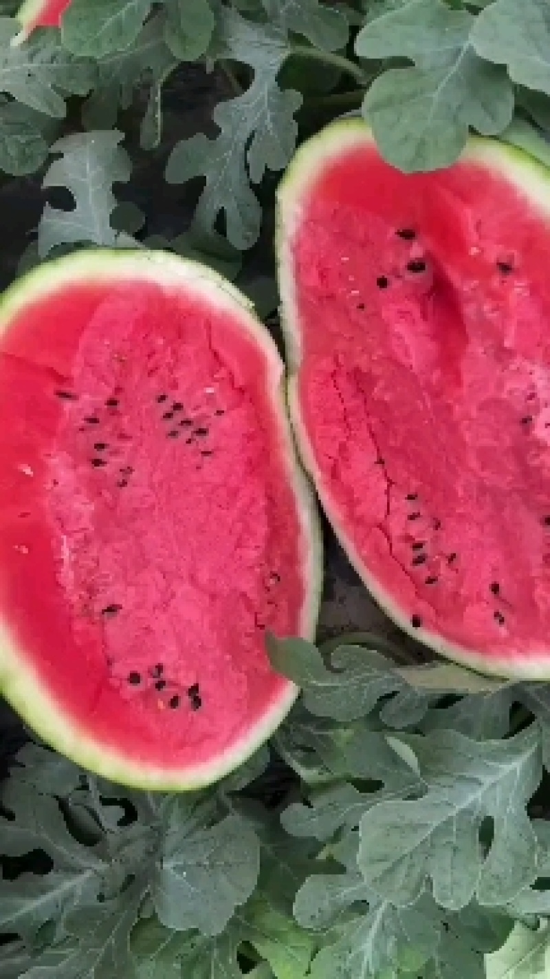 东北甜王西瓜大量上市