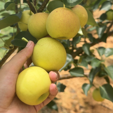 早白蜜（丁香梨，蜂糖梨🍐🍐🍐🍐🍐！！！！！！！