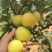 早白蜜（丁香梨，蜂糖梨🍐🍐🍐🍐🍐！！！！！！！