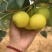 早白蜜（丁香梨，蜂糖梨🍐🍐🍐🍐🍐！！！！！！！