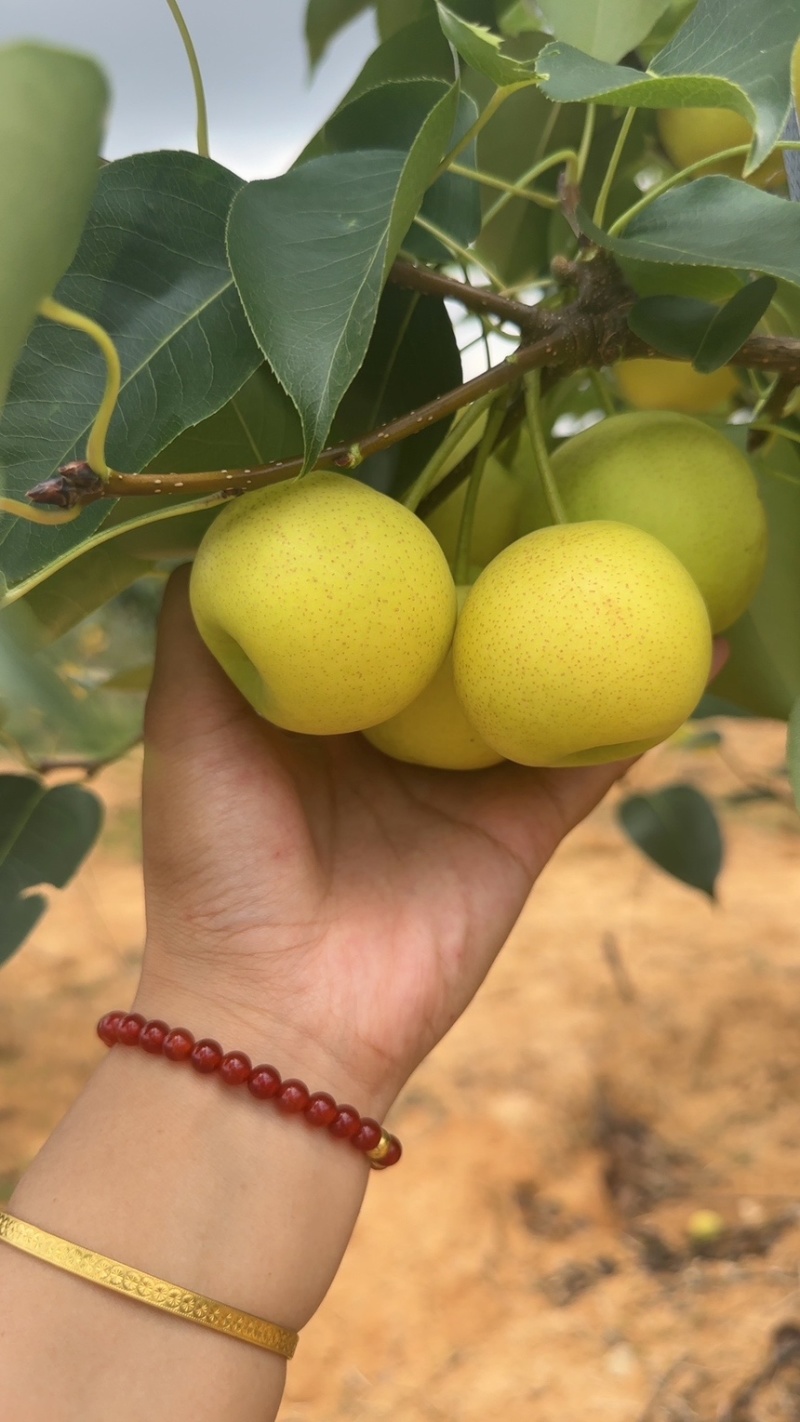 早白蜜（丁香梨，蜂糖梨🍐🍐🍐🍐🍐！！！！！！！