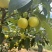 早白蜜（丁香梨，蜂糖梨🍐🍐🍐🍐🍐！！！！！！！