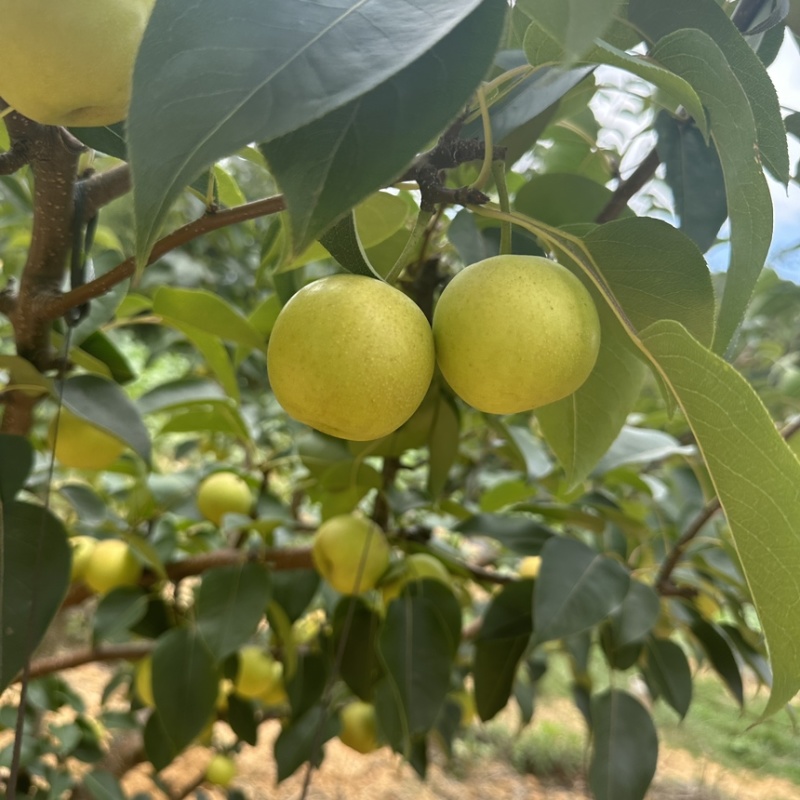 早白蜜（丁香梨，蜂糖梨🍐🍐🍐🍐🍐！！！！！！！