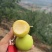 早白蜜（丁香梨，蜂糖梨🍐🍐🍐🍐🍐！！！！！！！