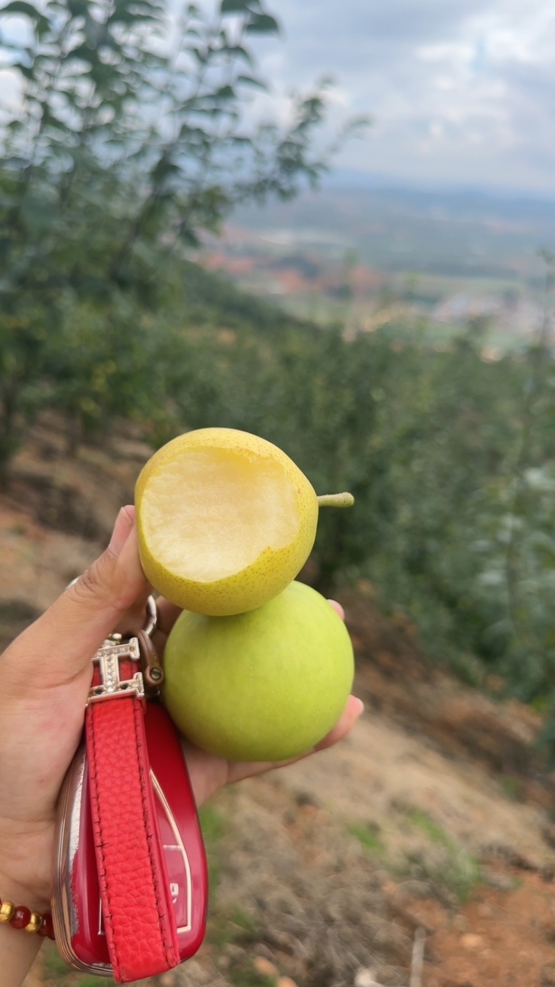 早白蜜（丁香梨，蜂糖梨🍐🍐🍐🍐🍐！！！！！！！