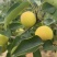 早白蜜（丁香梨，蜂糖梨🍐🍐🍐🍐🍐！！！！！！！