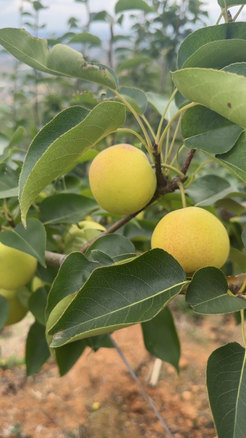 早白蜜（丁香梨，蜂糖梨🍐🍐🍐🍐🍐！！！！！！！